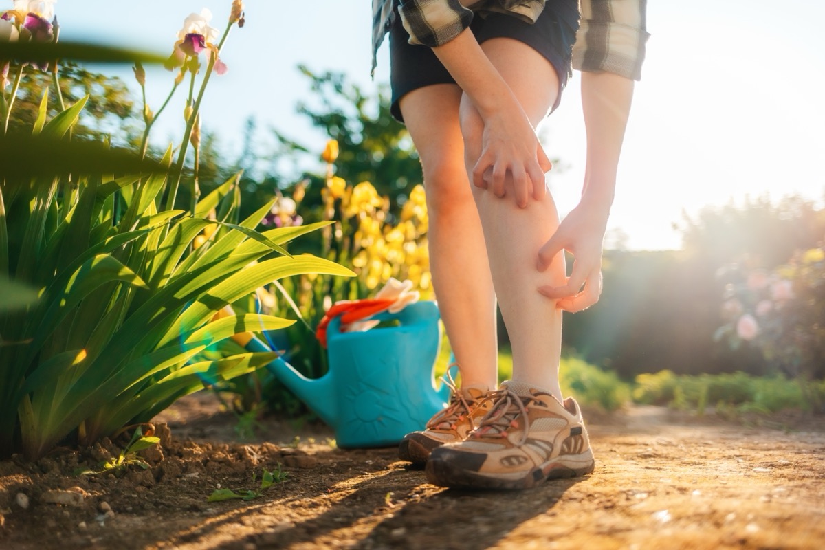 9 Best Mosquito-Repellent Plants, Pest Experts Say — Best Life