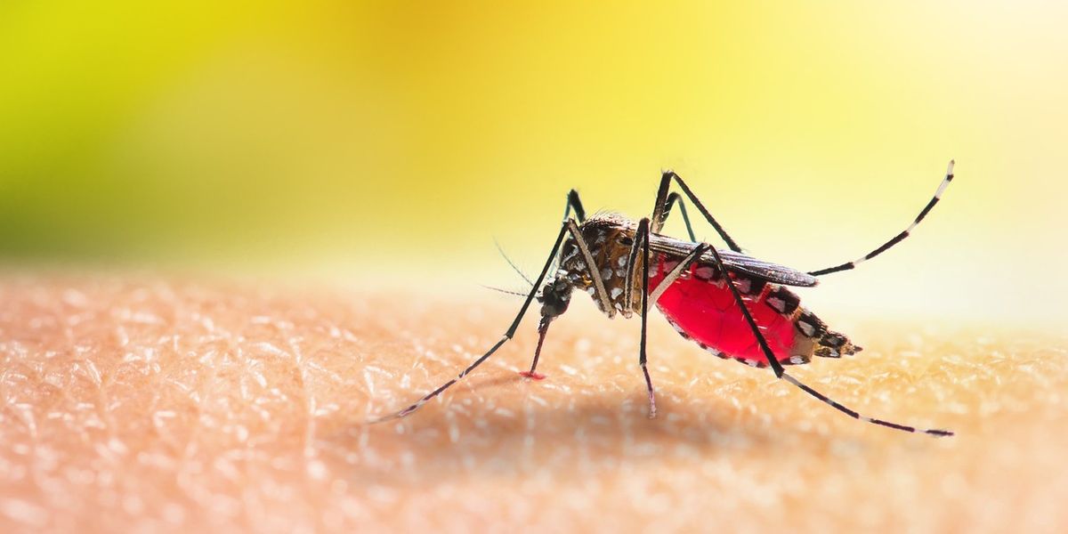 These 38 States Now Reporting Cases of “Dangerous” Mosquito-Borne Virus — Best Life